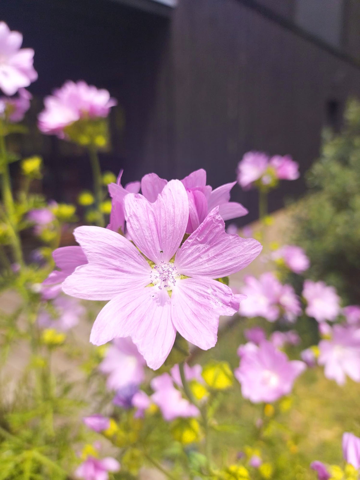 des fleurs dans jardin, juste sous les fenêtres des lodges 