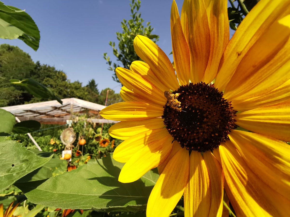 les abeilles butinent les tournesols du jardin