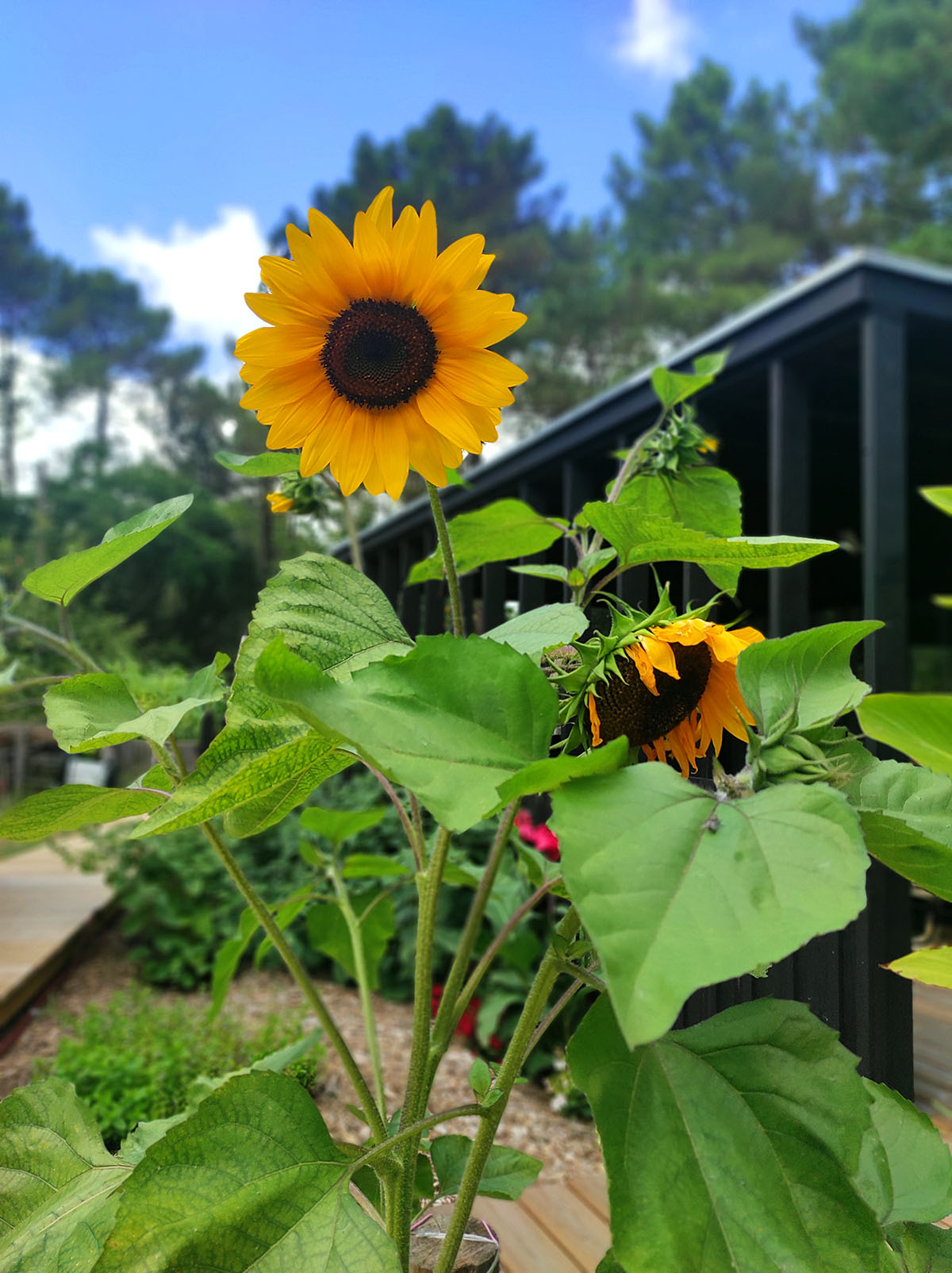 Nature et végétation abondante en plein coeur de l'écovillage