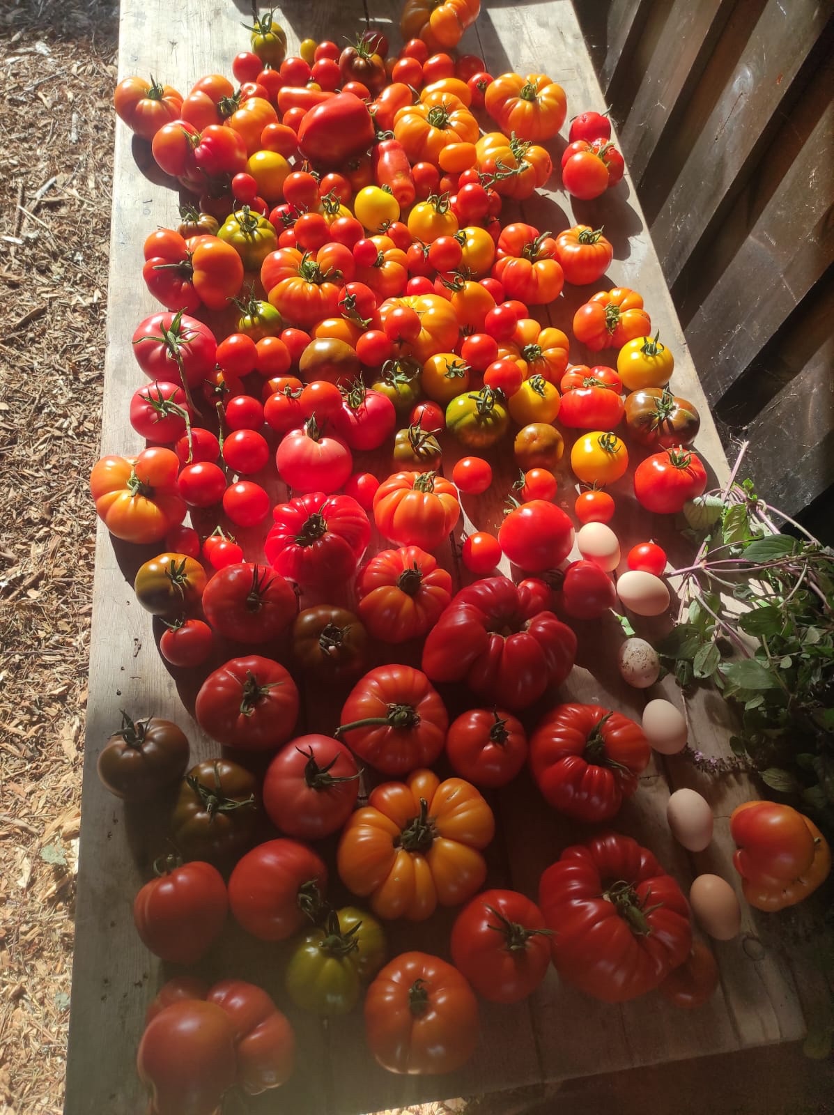 récolte de tomates abondantes