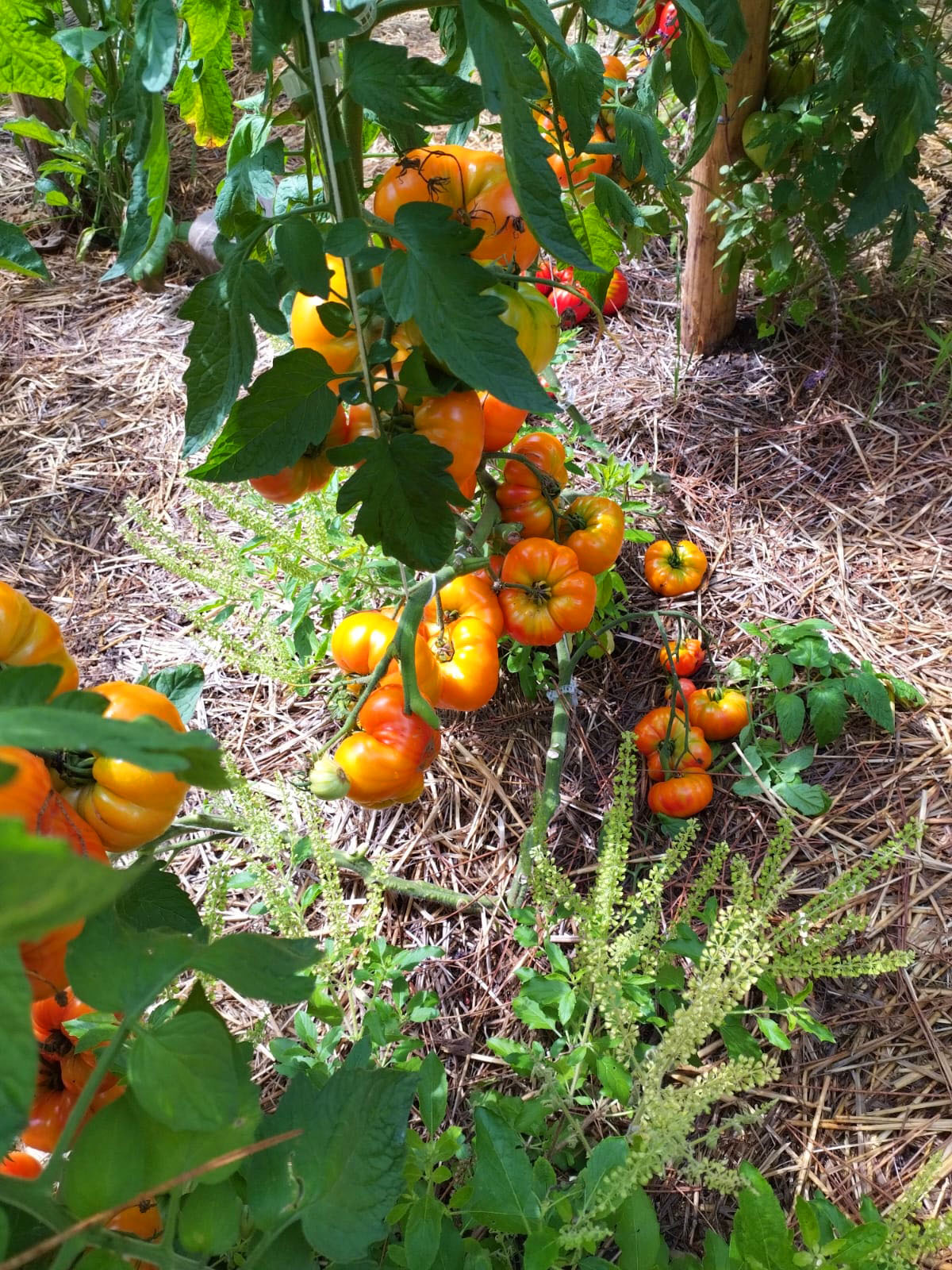 potager bio au coeur même du village