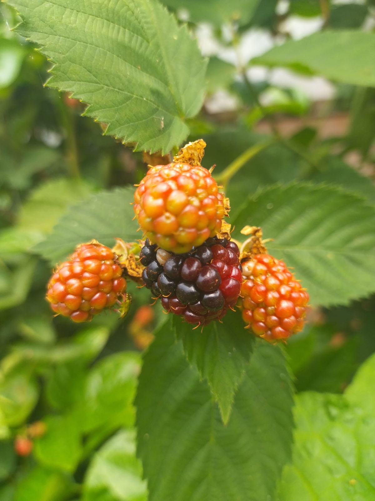 les bonnes framboises du jardin