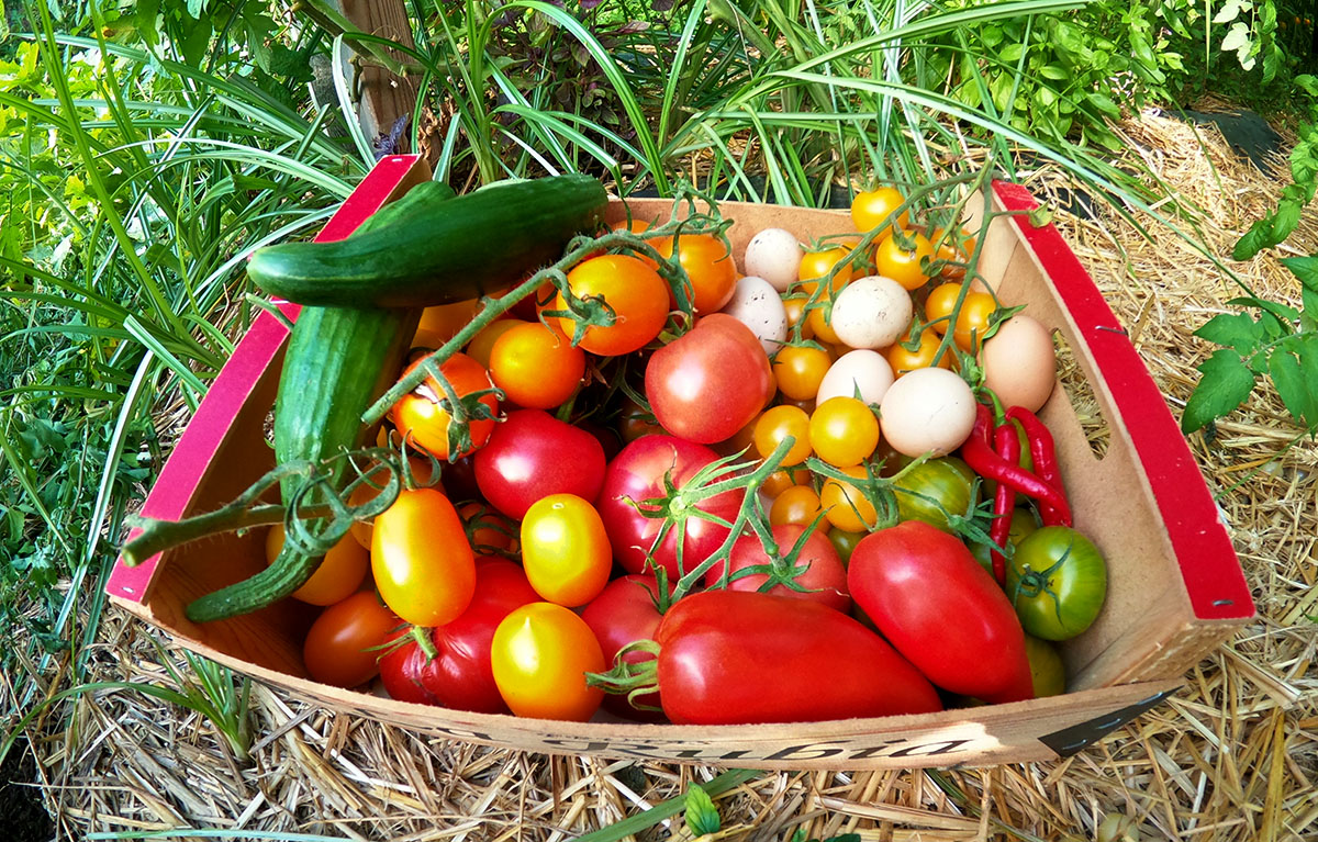 panier de légumes et fruits bio, offerts pour bien manger pendant votre séjour