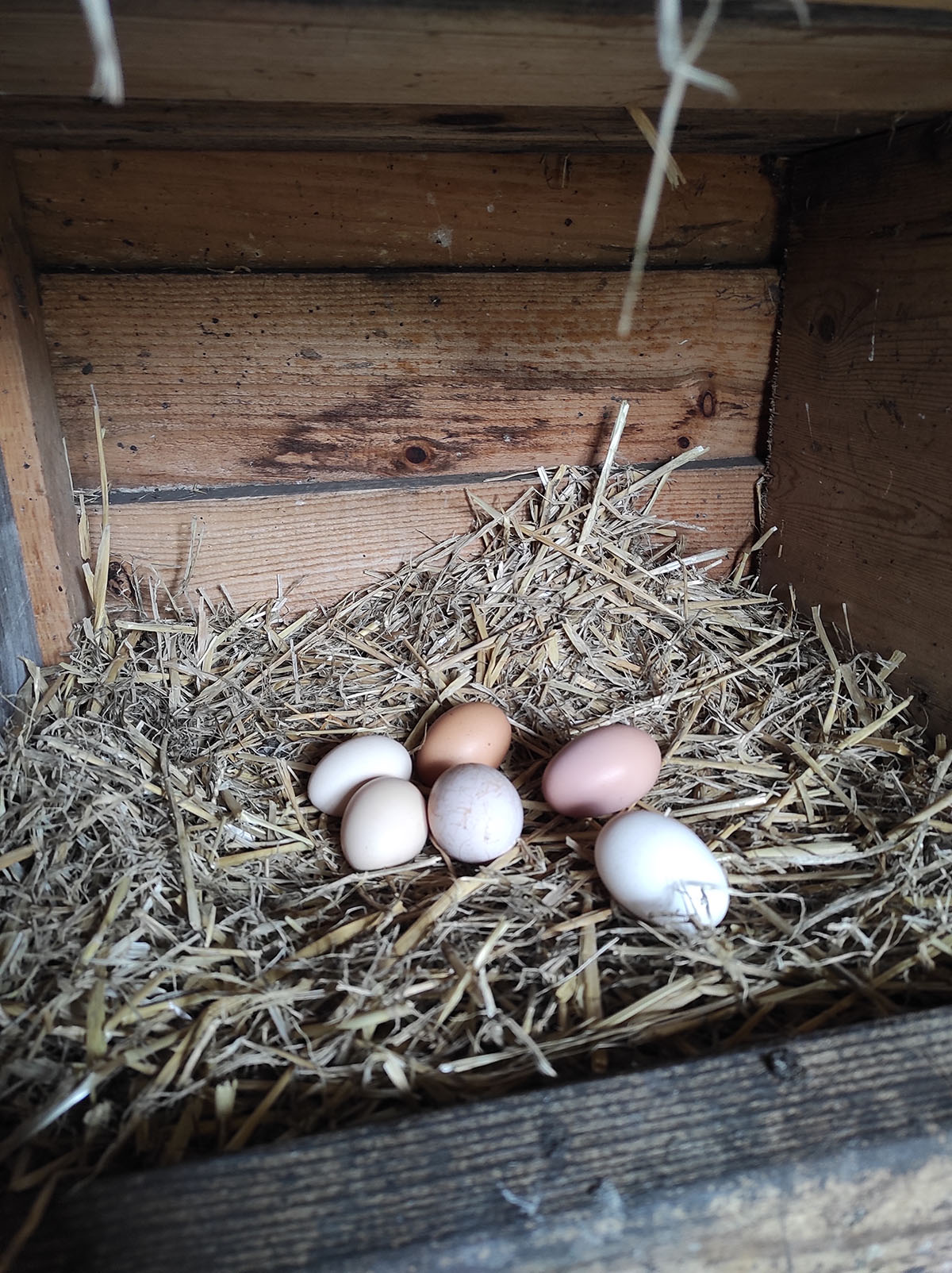 Les oeufs frais des poules de la maison