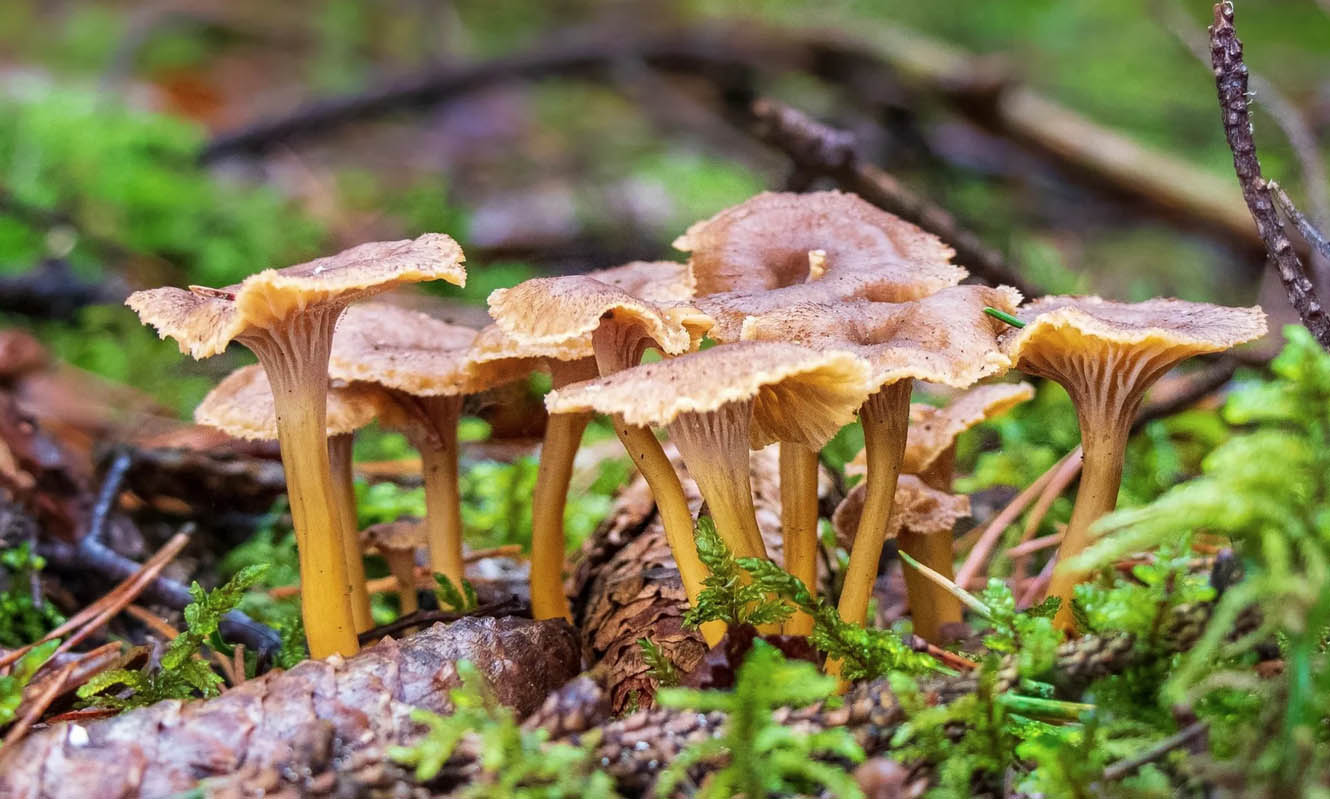 de belles chanterelles en fôret de Lacanau