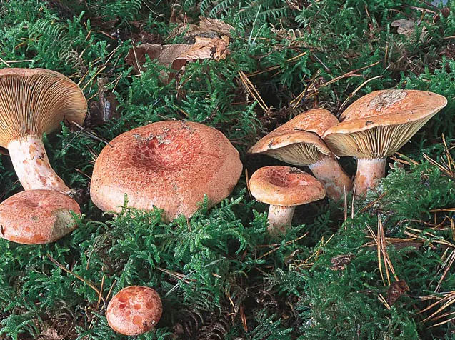 Champignons coulemelle