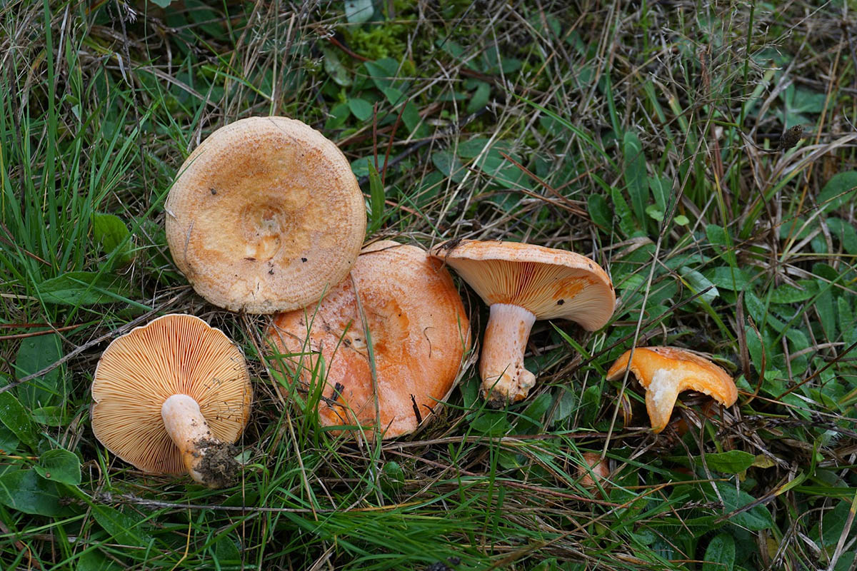 Champignons catalans, lactaire délicieux