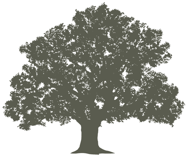silhouette de chene