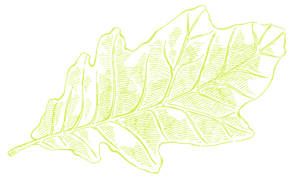 dessin de feuille de chêne