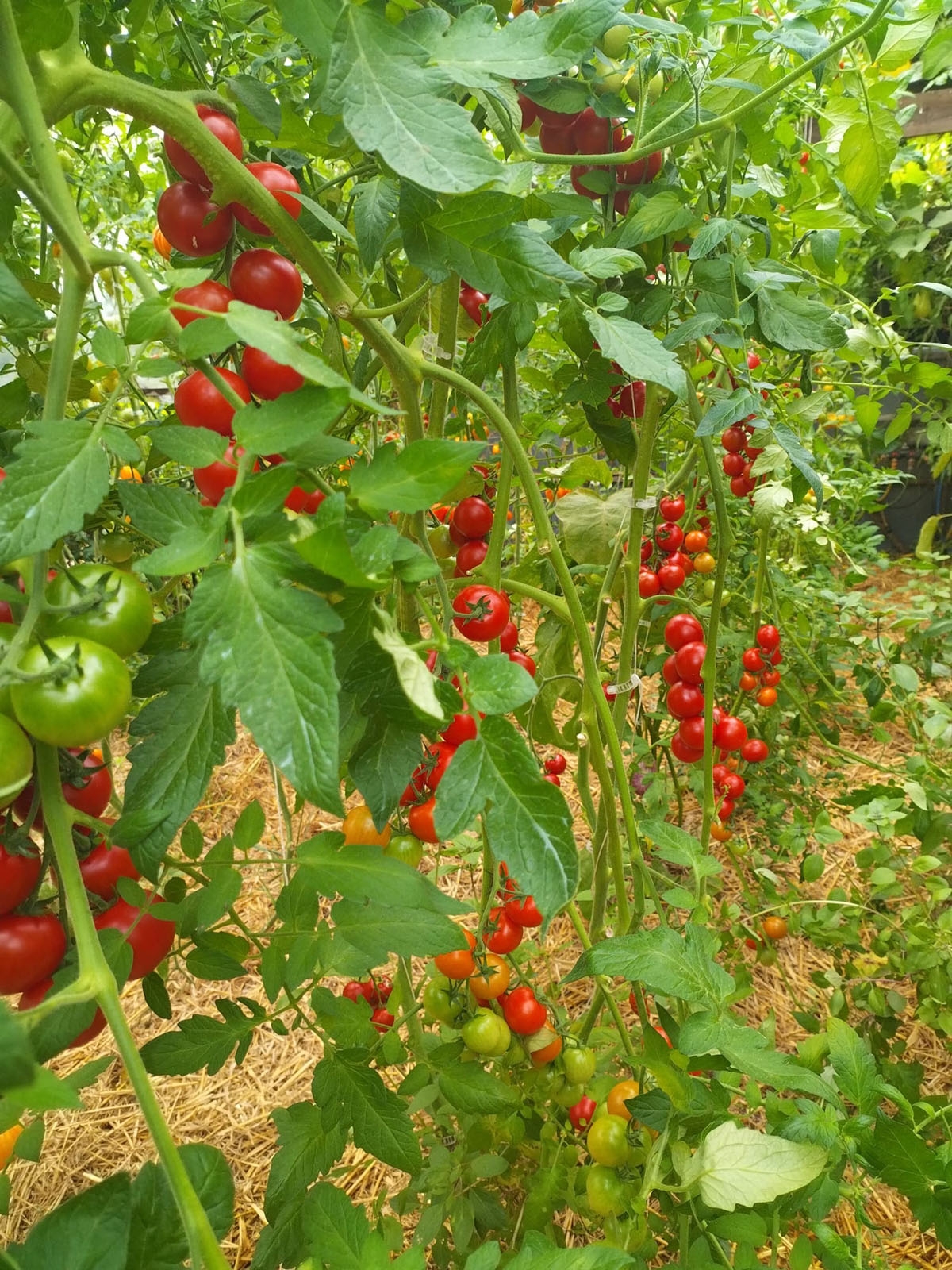 Un potager biologique pour vos vacances